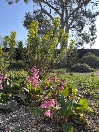 Weekly catch up with gardens & propagation Weekly catch up with gardens & propagation