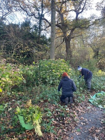 Weekly catch up with garden & propagation