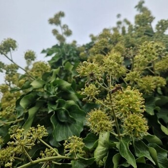 Wild Words from the Ground - October Wild Words from the Ground - October