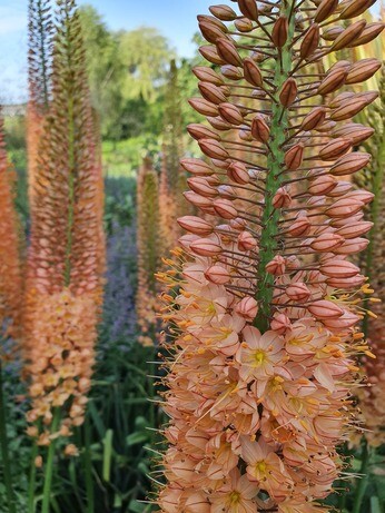 Eremurus: The Garden’s most sumptuous spires