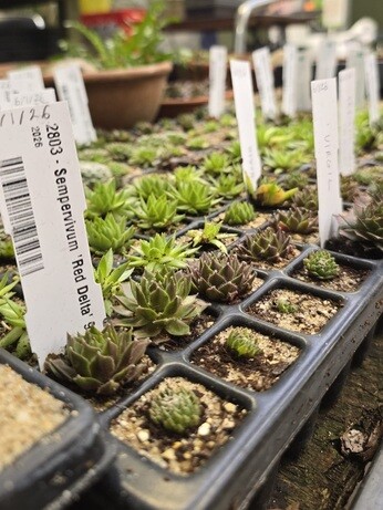 Weekly catch up with garden & propagation