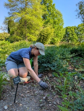Weekly catch up with gardens & propagation