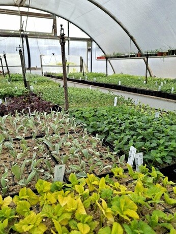 Weekly catch up with gardens & propagation