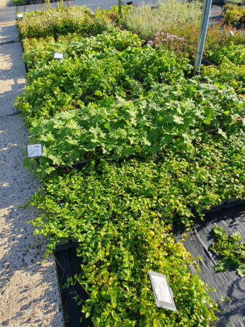 Weekly catch up with garden & propagation Weekly catch up with garden & propagation