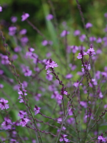 Plants that have stood up to the summer - Gravel Garden