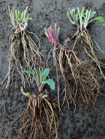 Weekly catch up with garden and propagation
