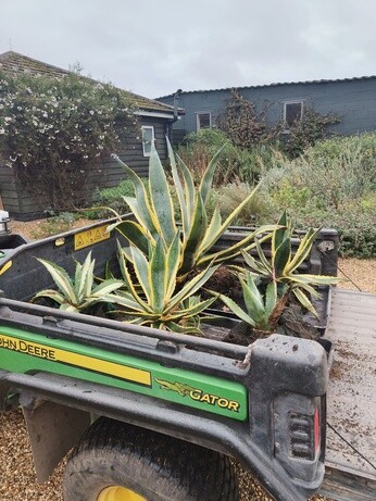 Weekly catch up with garden & propagation