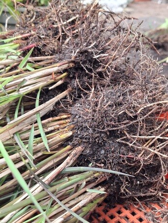 Weekly catch up with garden and propagation Weekly catch up with garden and propagation