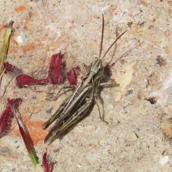 Wildlife at the heart of the City:  the Beth Chatto Meanwhile Garden   