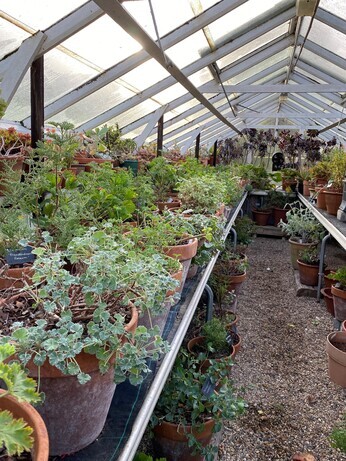 Winter Propagation- Root Cuttings