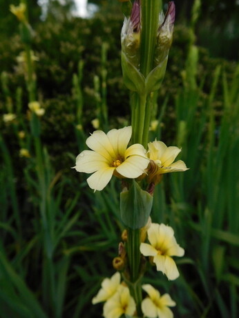 Weekly catch up with garden & propagation