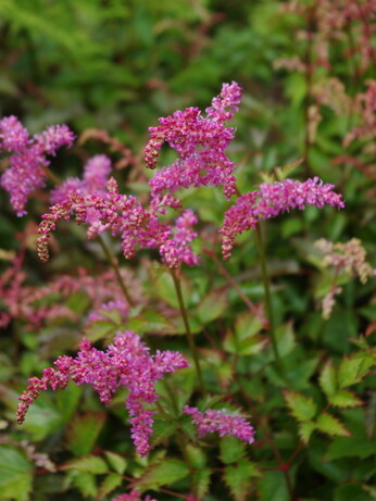 Astilbe - how to grow and care for Astilbe - how to grow and care for