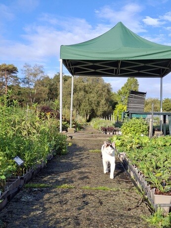 Weekly catch up with garden and propagation Weekly catch up with garden and propagation