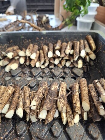 January news from the garden and propagation