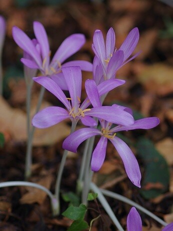 Weekly catch up with garden & propagation