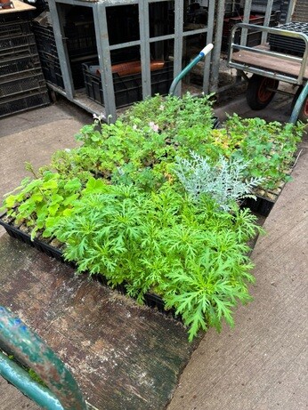 Weekly catch up with garden & propagation