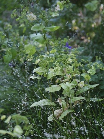 Weekly catch up with garden & propagation