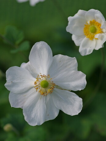 Gardening Dilemmas - Part 3 Gardening Dilemmas - Part 3