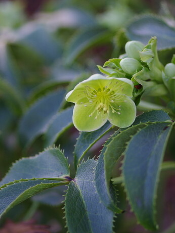 Hellebores in winter