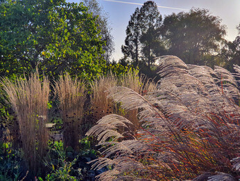 Ornamental Grasses for Autumnal Interest