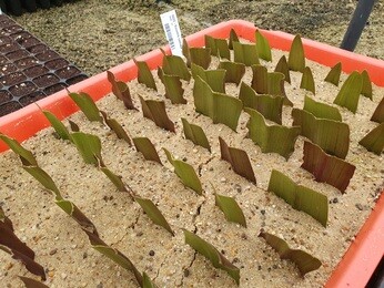 Our Propagation Expert Emily's Favourite Tools