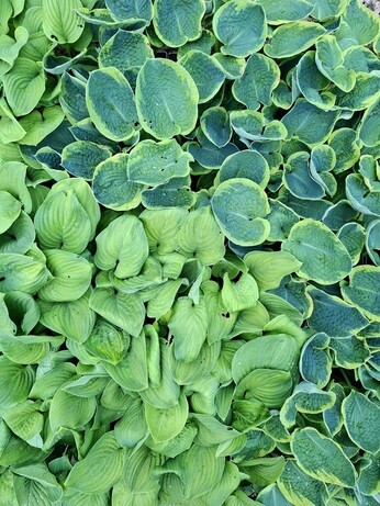Weekly catch up with gardens & propagation