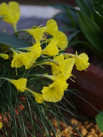 The Gaze of Narcissus The Gaze of Narcissus