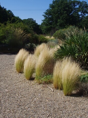 How summer heat has affected the plants How summer heat has affected the plants