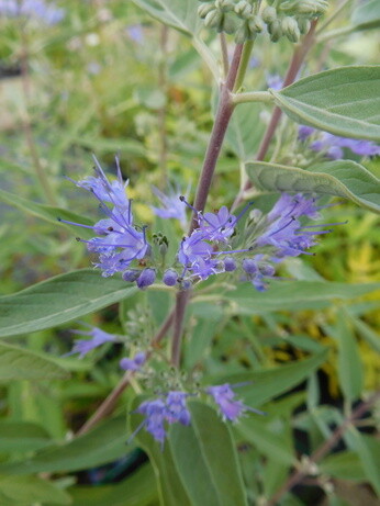 Plant profile - caryopteris Plant profile - caryopteris