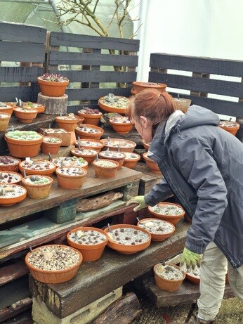 Weekly catch up with gardens & propagation
