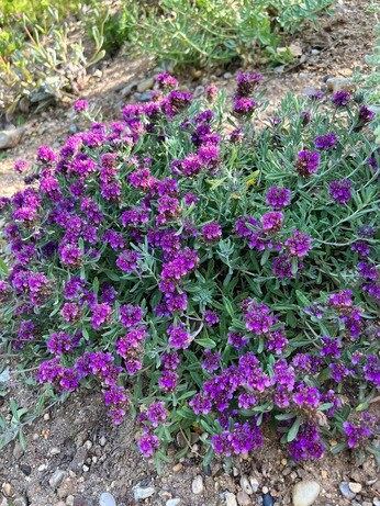 Weekly catch up with garden & propagation