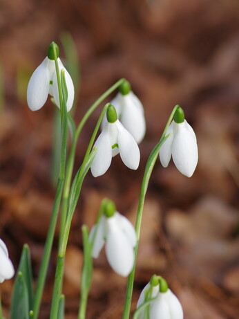 Splendid snowdrops at the Beth Chatto Gardens