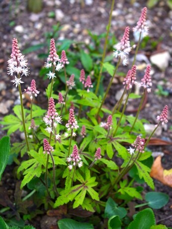 Autumn Planting: helping gardeners adapt to a changing climate