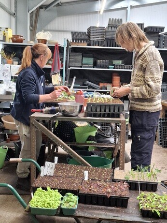 Weekly catch up with garden and propagation