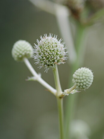 Plant profile - eryngium