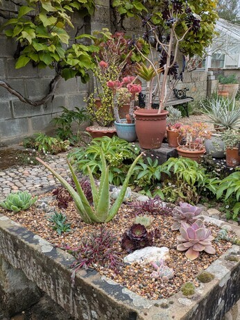 Weekly catch up with garden and propagation