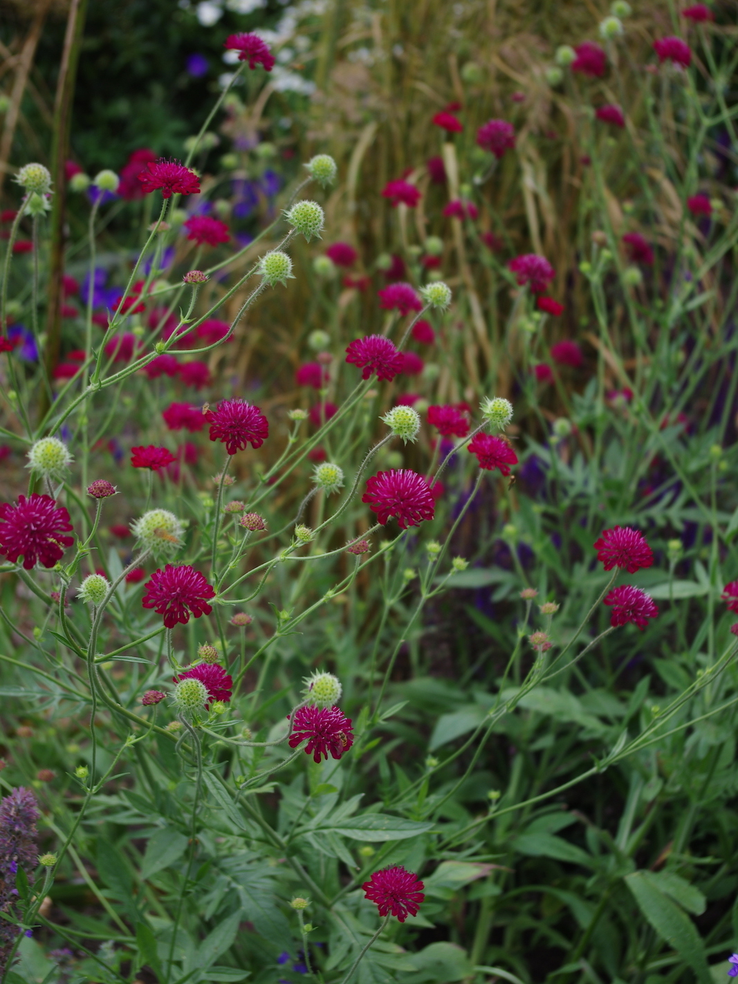 Perennials and tender plants for gorgeous seasonal container displays