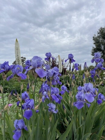 Weekly catch up with gardens & propagation