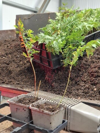 Weekly catch up with garden & propagation