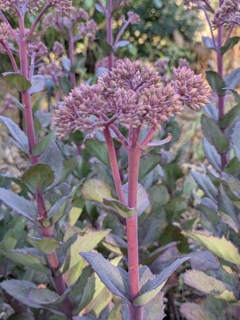 Weekly catchup with garden and propagation Weekly catchup with garden and propagation