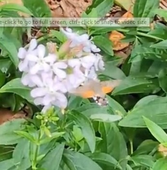 Wild Words from the Ground - August