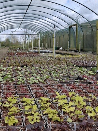 Weekly catch up with garden & propagation