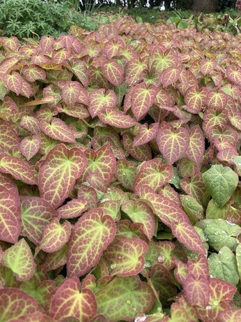 Gardening Dilemmas - Part 3 Gardening Dilemmas - Part 3