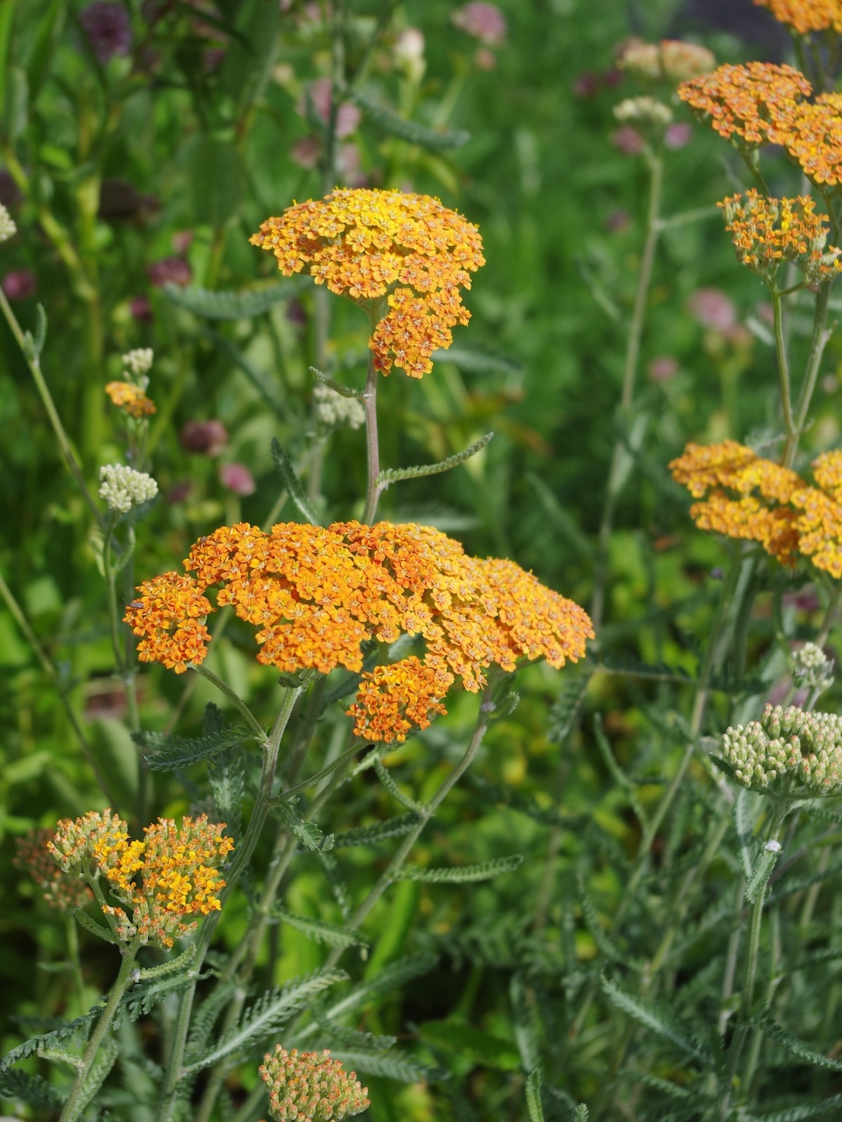 Perennials and tender plants for gorgeous seasonal container displays