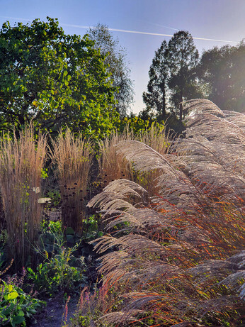 Top 10 plants for autumn interest