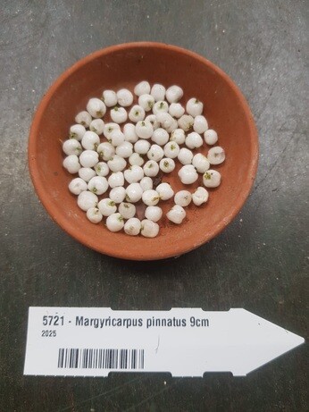 Weekly catch up with garden & propagation