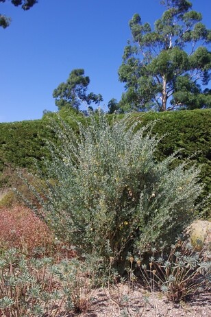How summer heat has affected the plants How summer heat has affected the plants