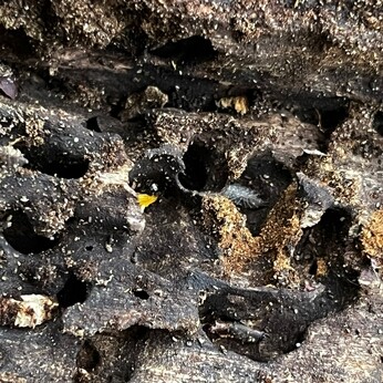 Wild Words from the Ground - December/January