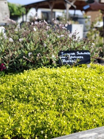 Weekly catch up with garden and propagation Weekly catch up with garden and propagation