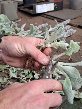 Weekly catch up with garden and propagation Weekly catch up with garden and propagation